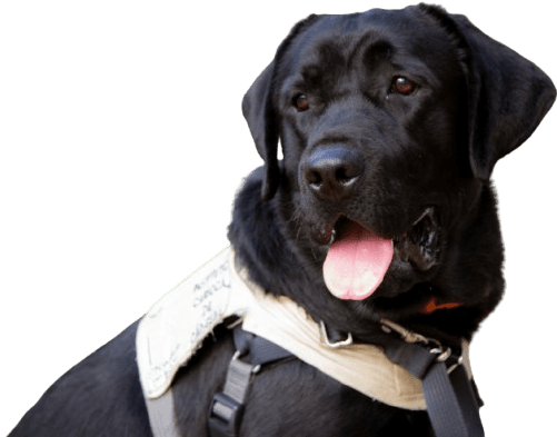 Um cão-guia